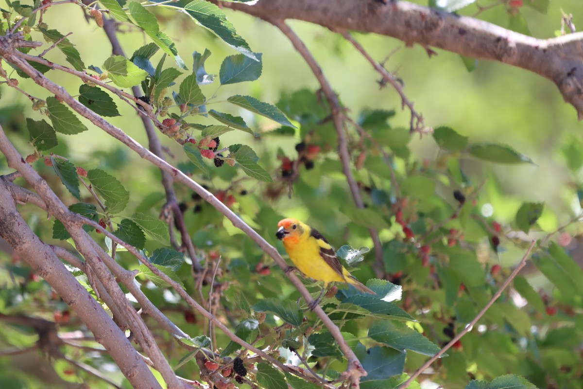 Western Tanager - ML620194331