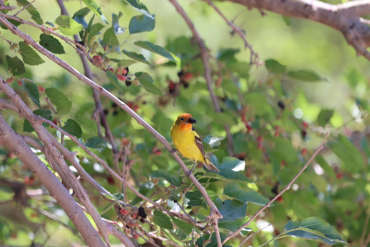 Western Tanager - ML620194332