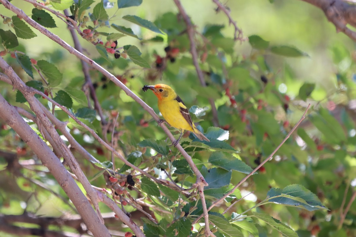 Western Tanager - ML620194333