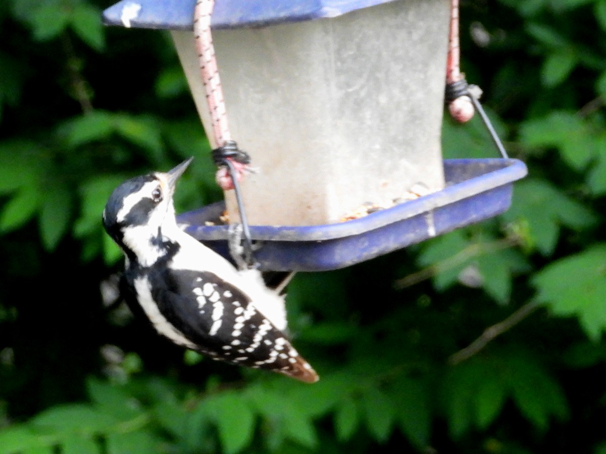 Downy Woodpecker - ML620194334