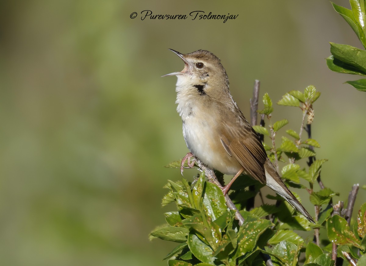 Chinese Bush Warbler - ML620194335