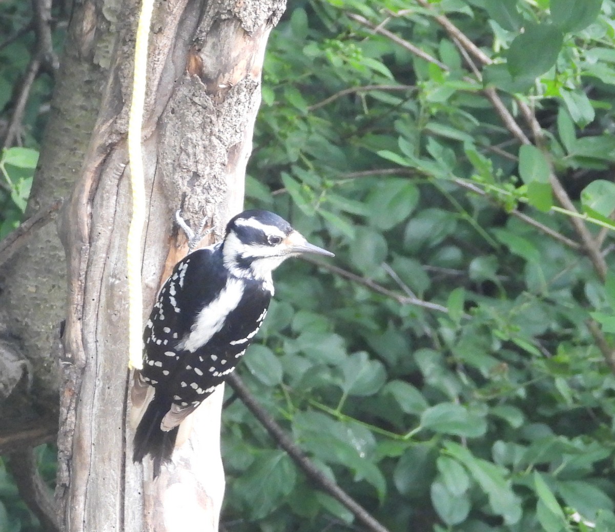 Hairy Woodpecker - ML620194338