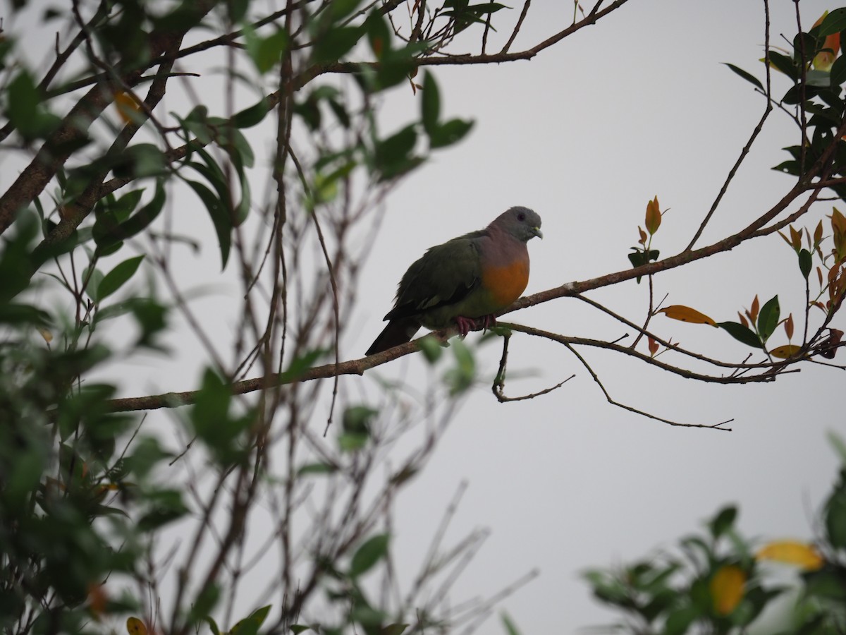 Pink-necked Green-Pigeon - ML620194346