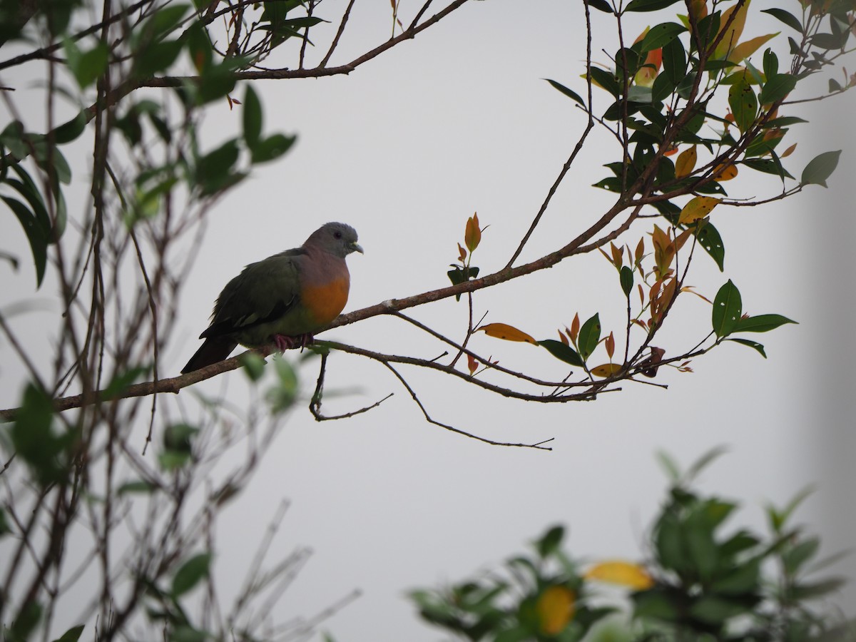 Pink-necked Green-Pigeon - ML620194348