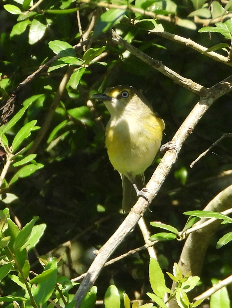 White-eyed Vireo - Jay Huner