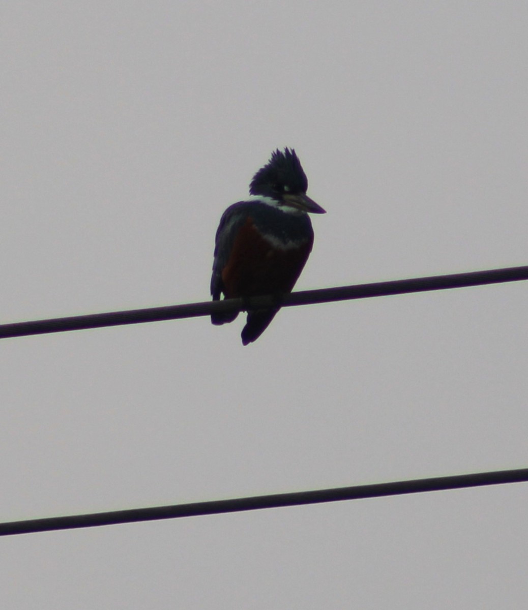 Ringed Kingfisher - ML620194355