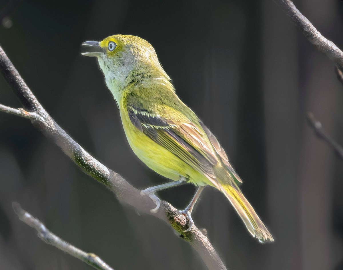 White-eyed Vireo - ML620194358