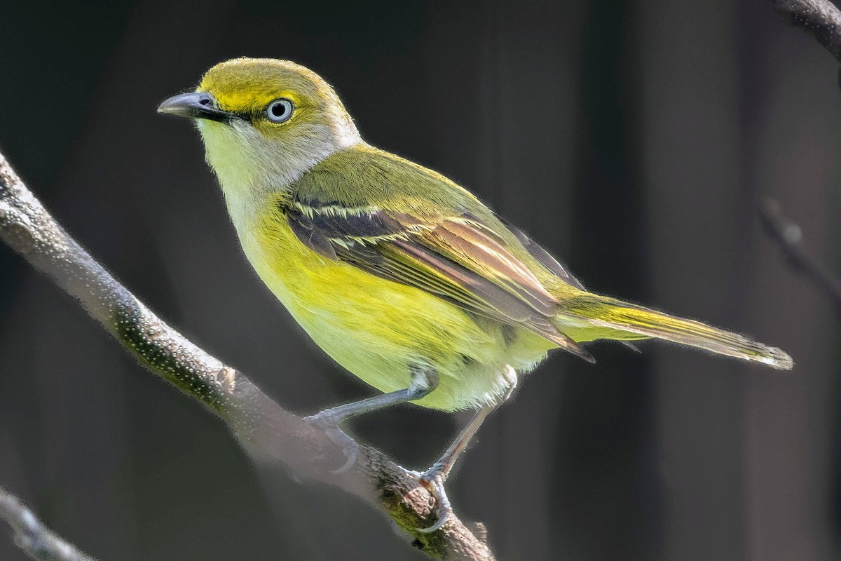 Weißaugenvireo - ML620194359