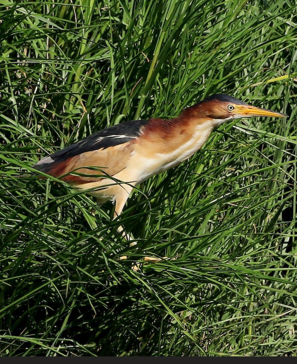 Least Bittern - Pierre Howard