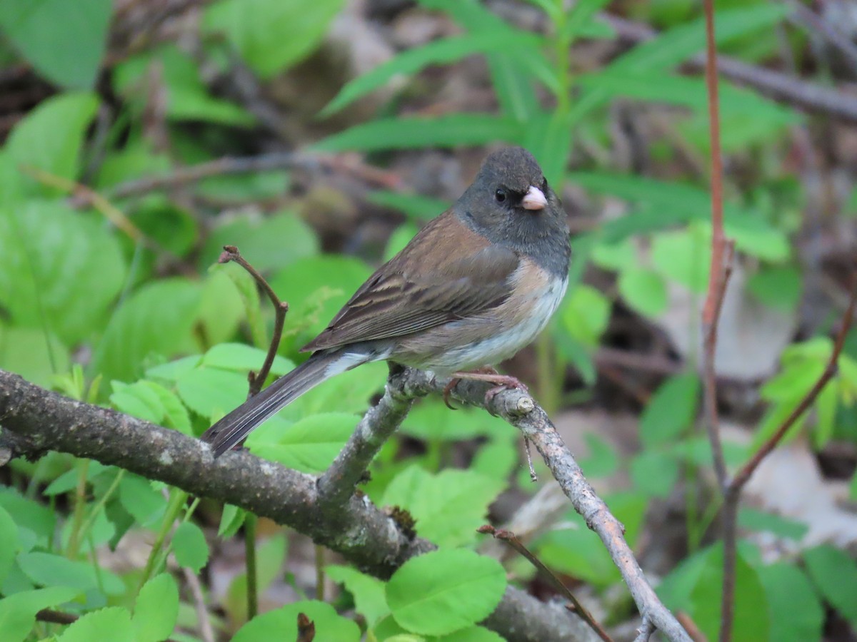 Junco Ojioscuro (grupo oreganus) - ML620194383