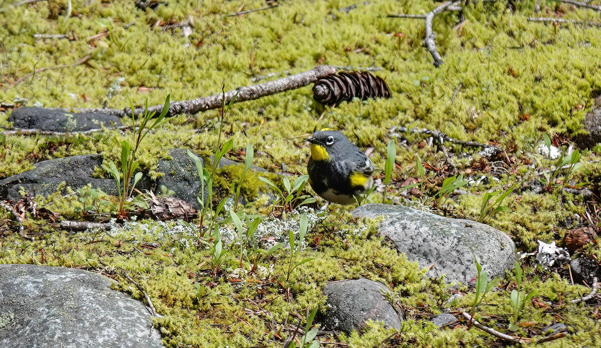 Yellow-rumped Warbler (Audubon's) - ML620194390