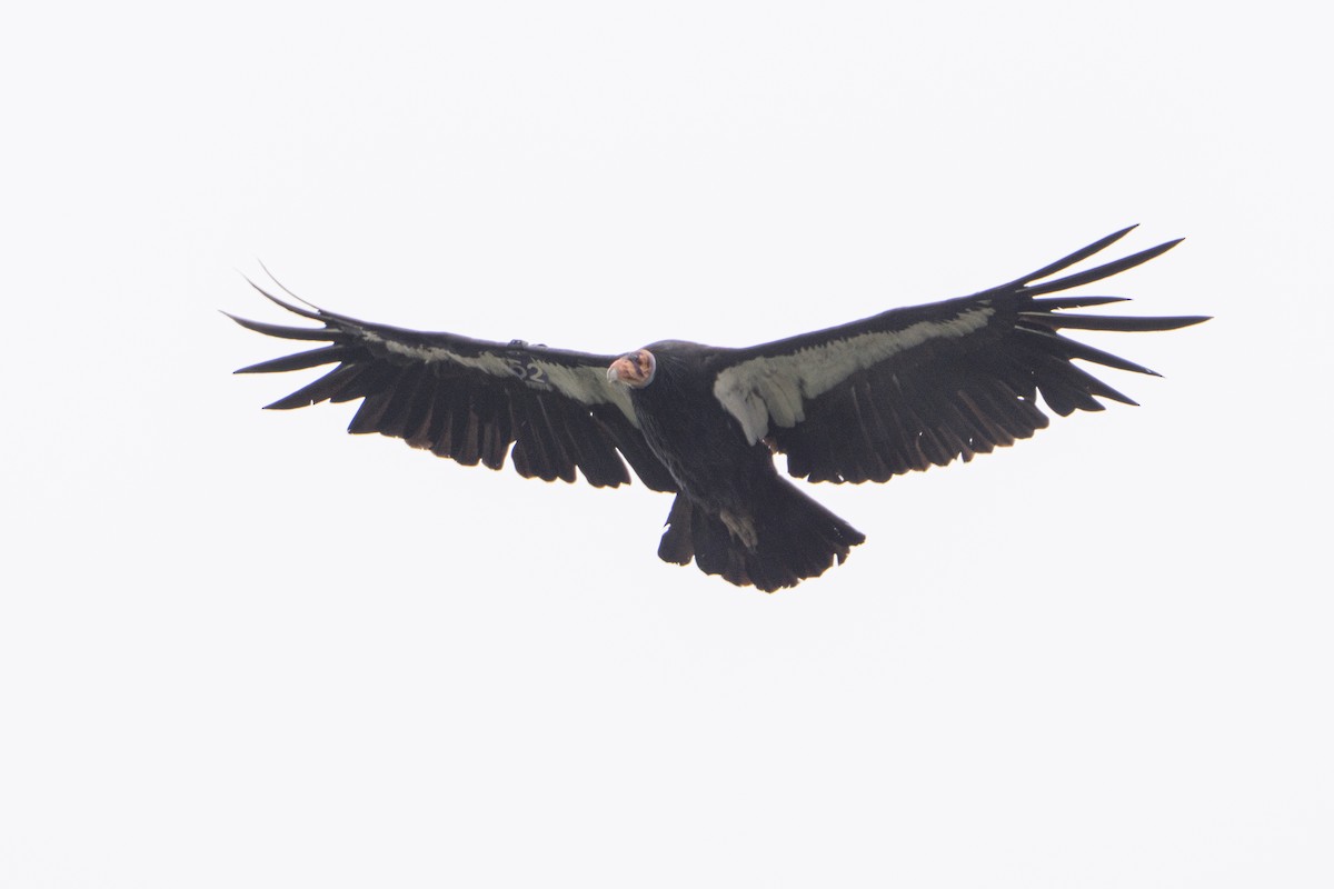 California Condor - ML620194399