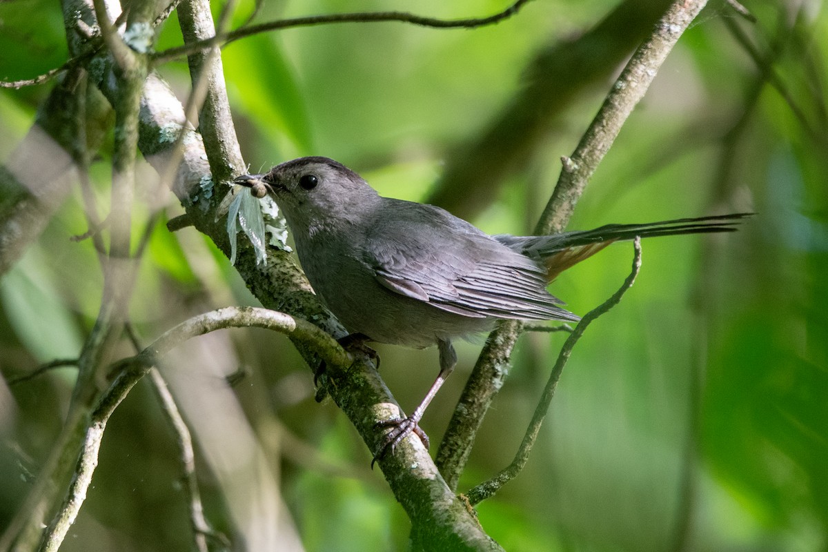 Gray Catbird - ML620194402