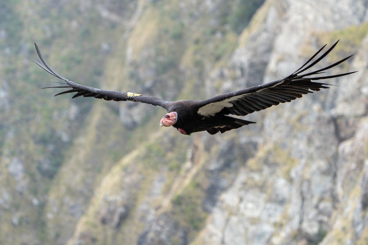 California Condor - ML620194403