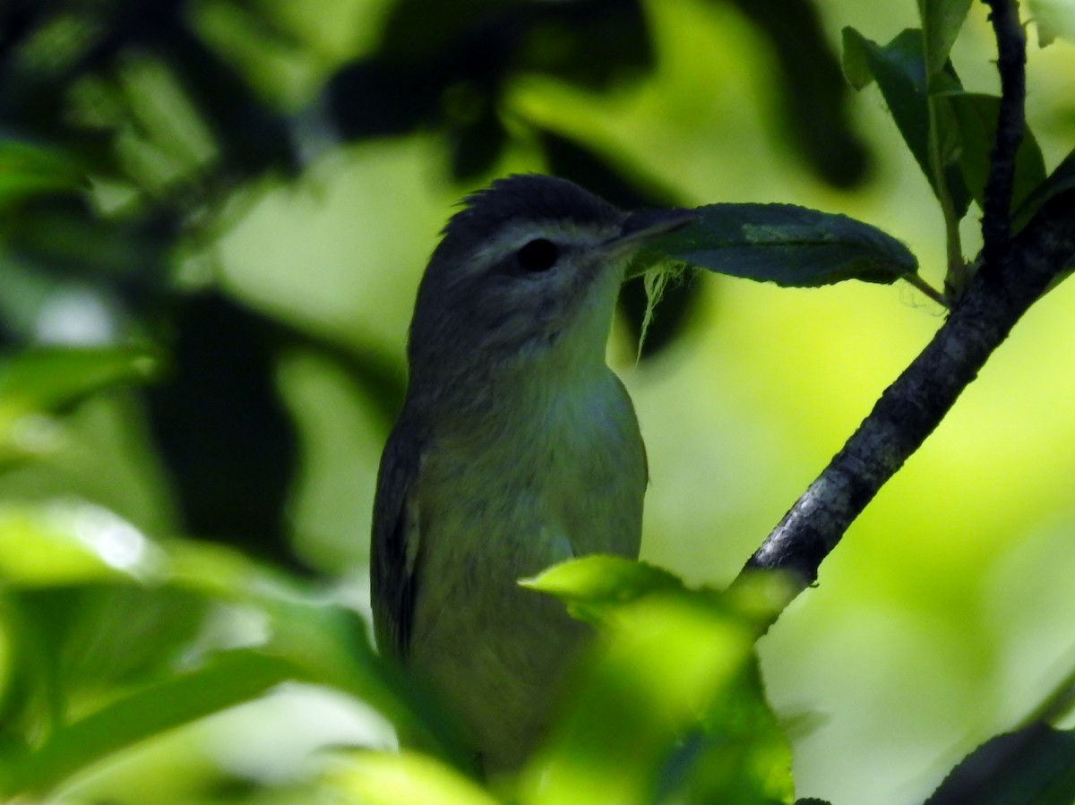 Warbling Vireo - ML620194405