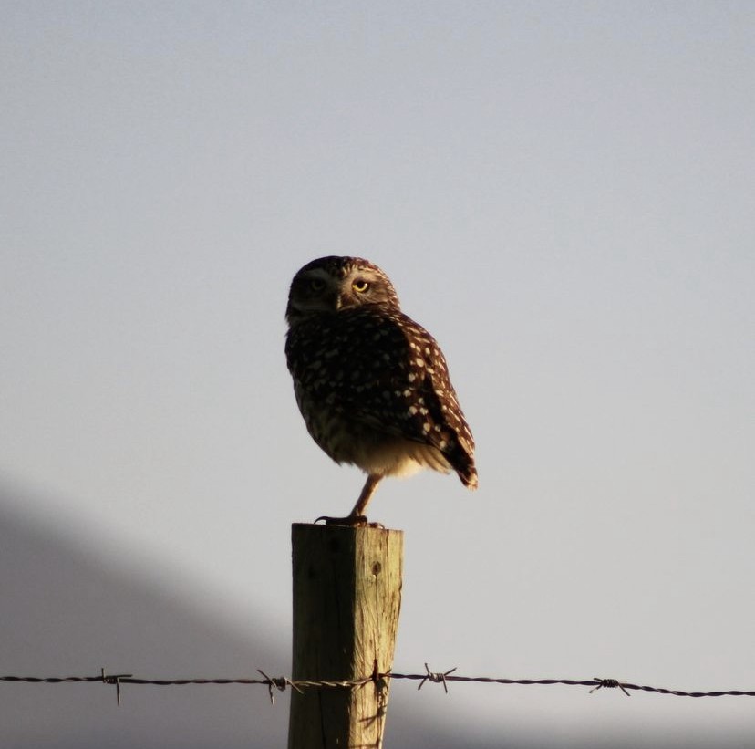 Burrowing Owl - ML620194412