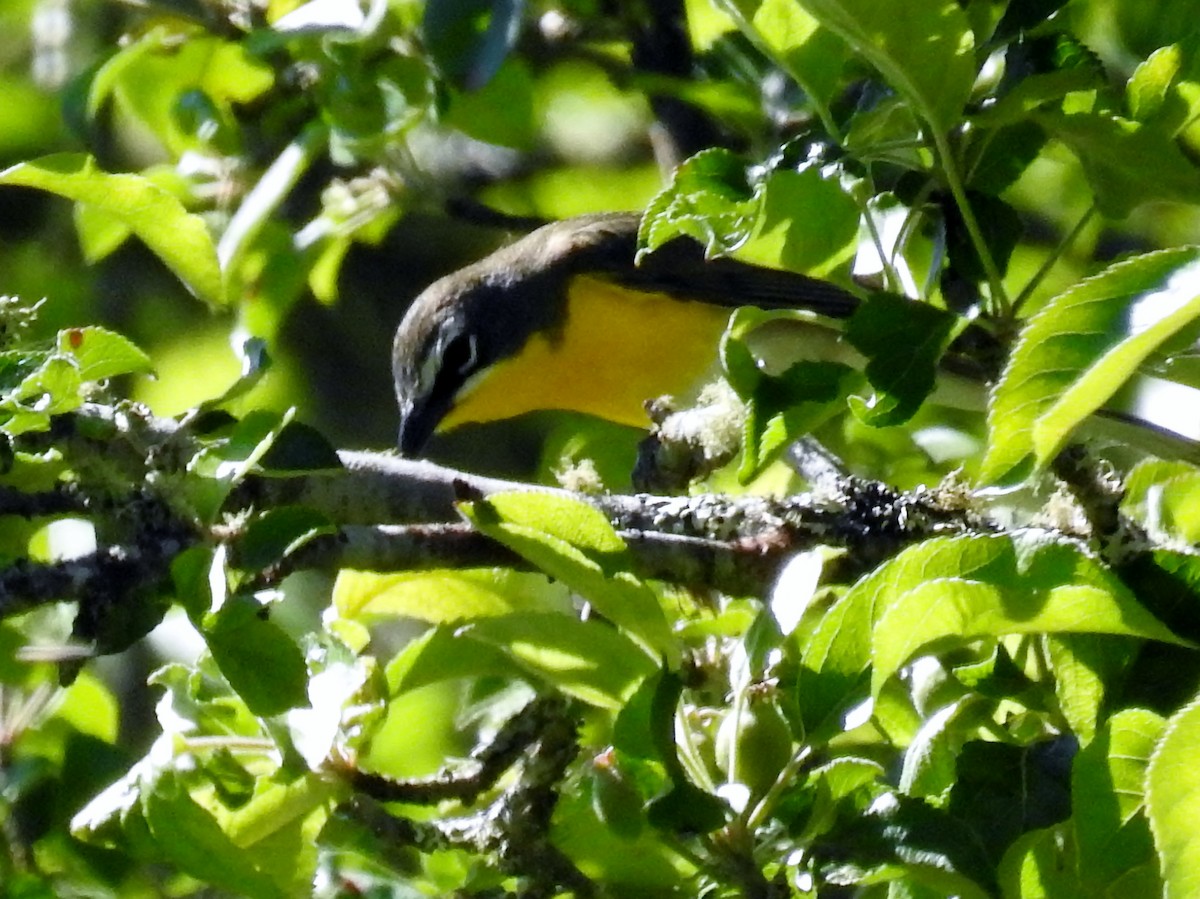 Yellow-breasted Chat - ML620194417