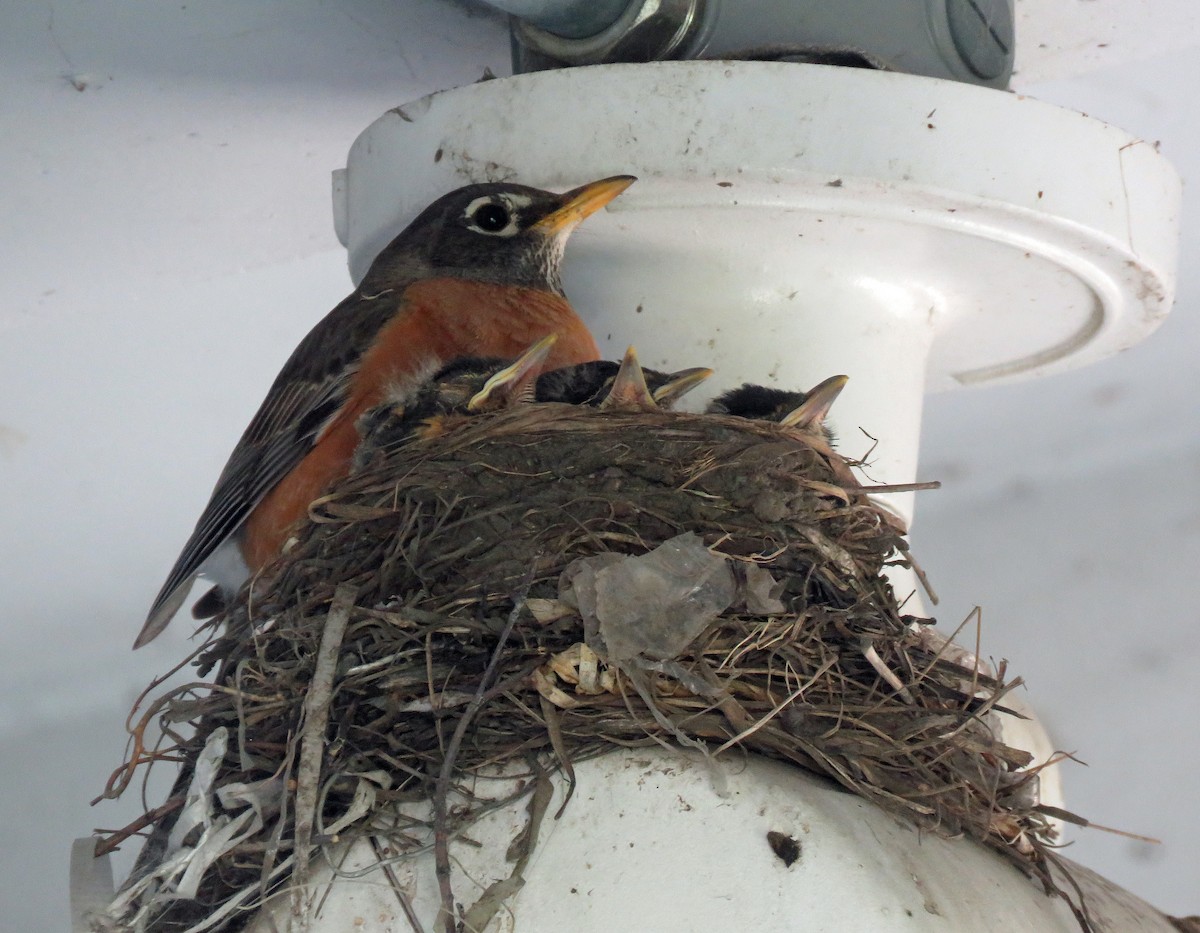 American Robin - ML620194418