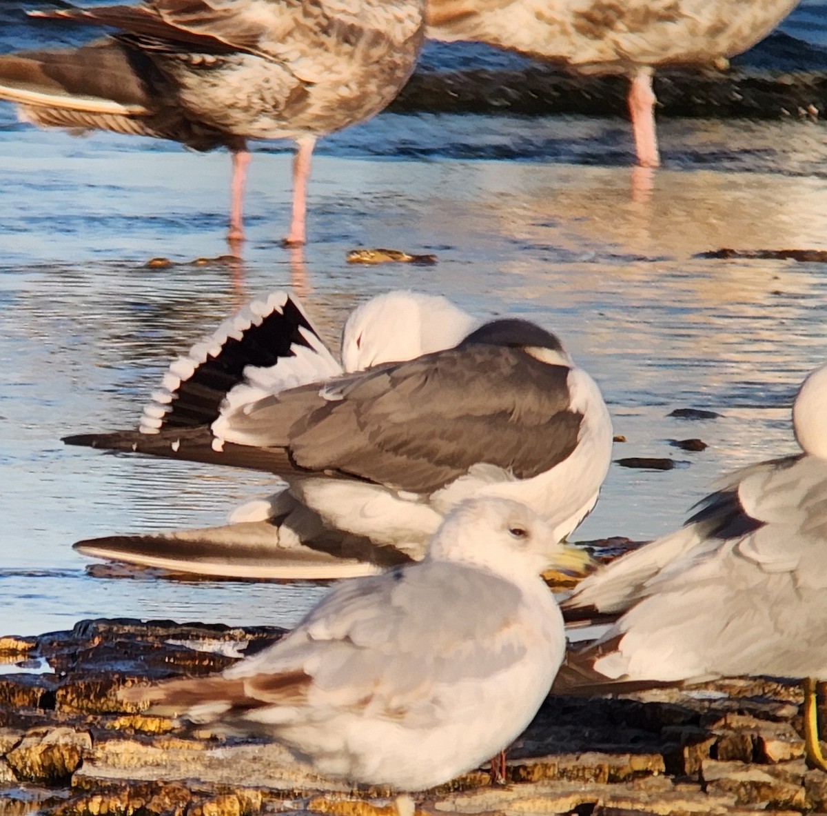 Gaviota Japonesa - ML620194421