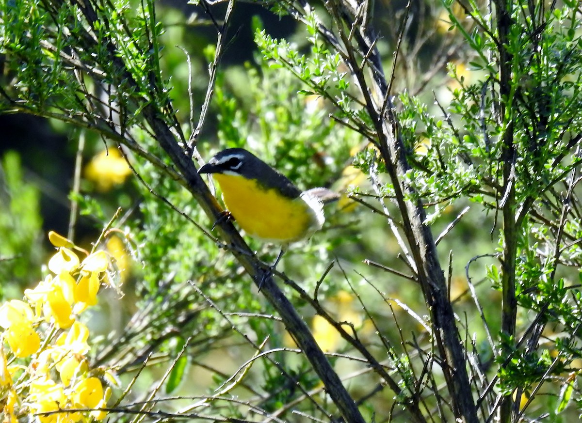 Yellow-breasted Chat - ML620194429
