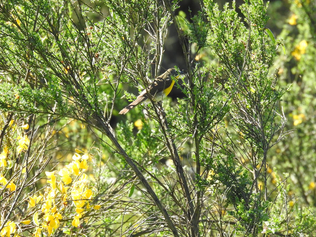 Yellow-breasted Chat - ML620194439