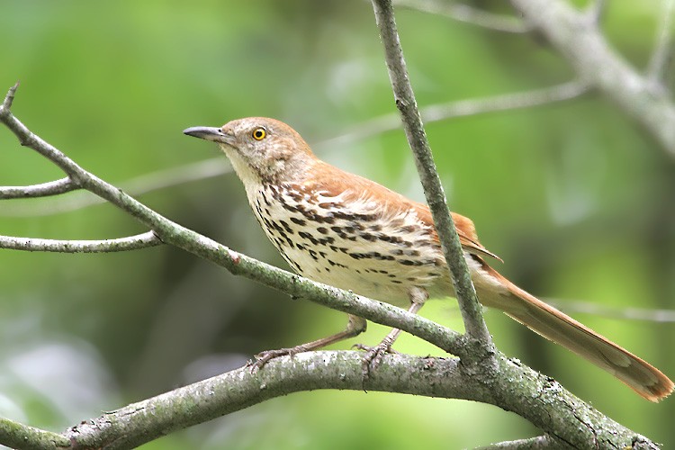 Brown Thrasher - ML620194441