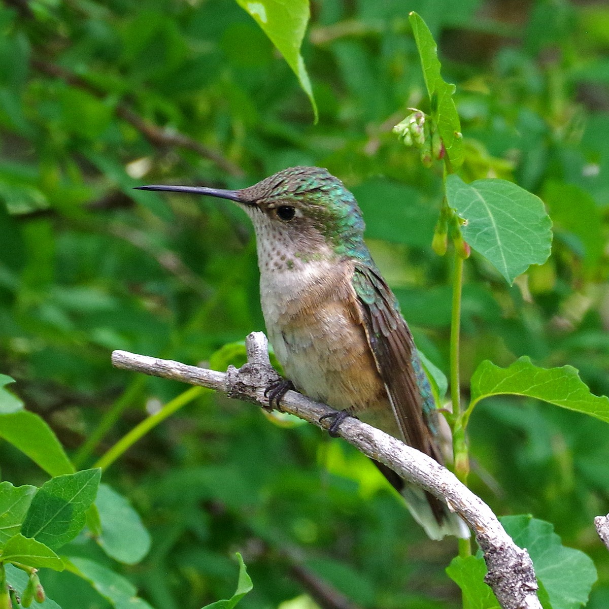 Broad-tailed Hummingbird - ML620194447