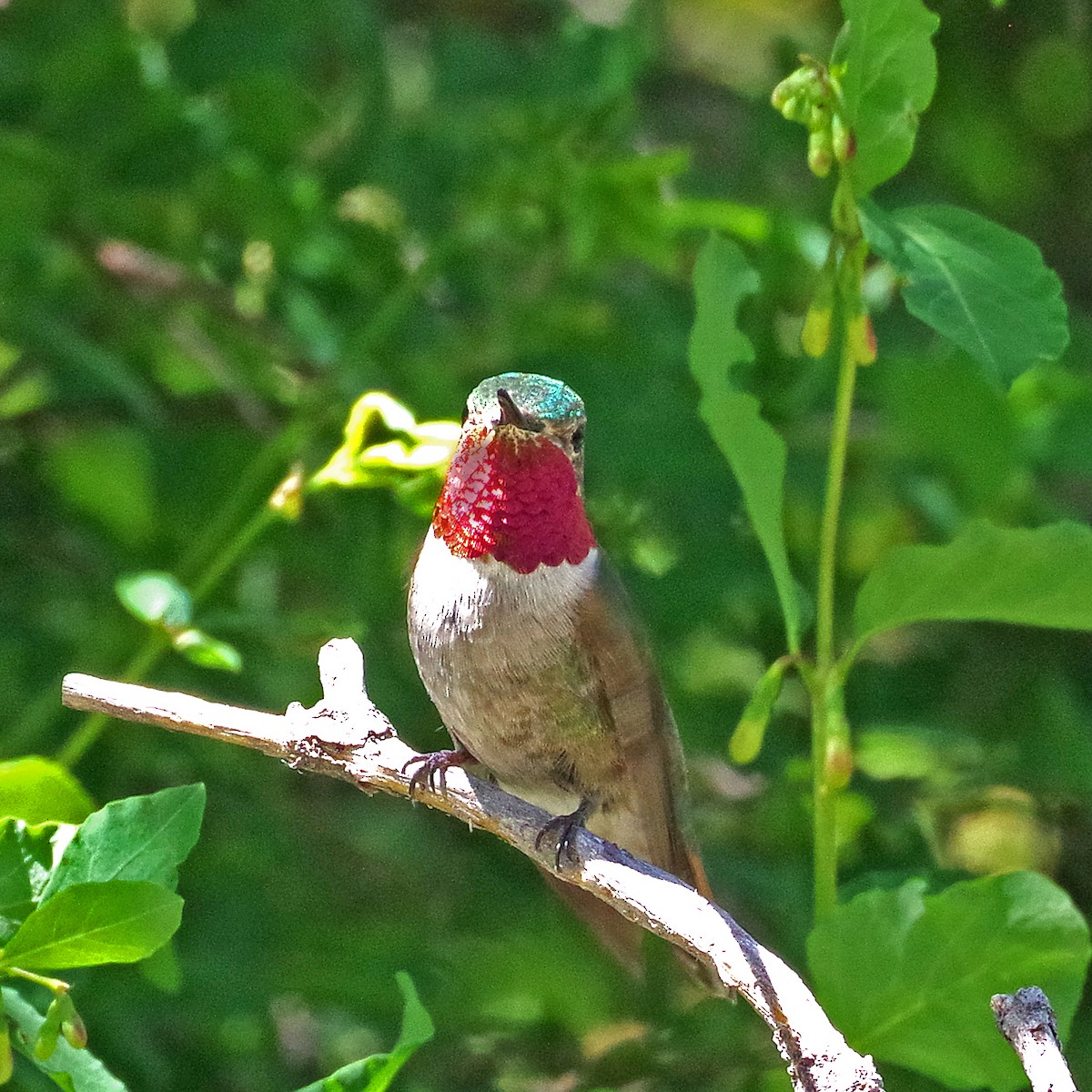 Broad-tailed Hummingbird - ML620194448