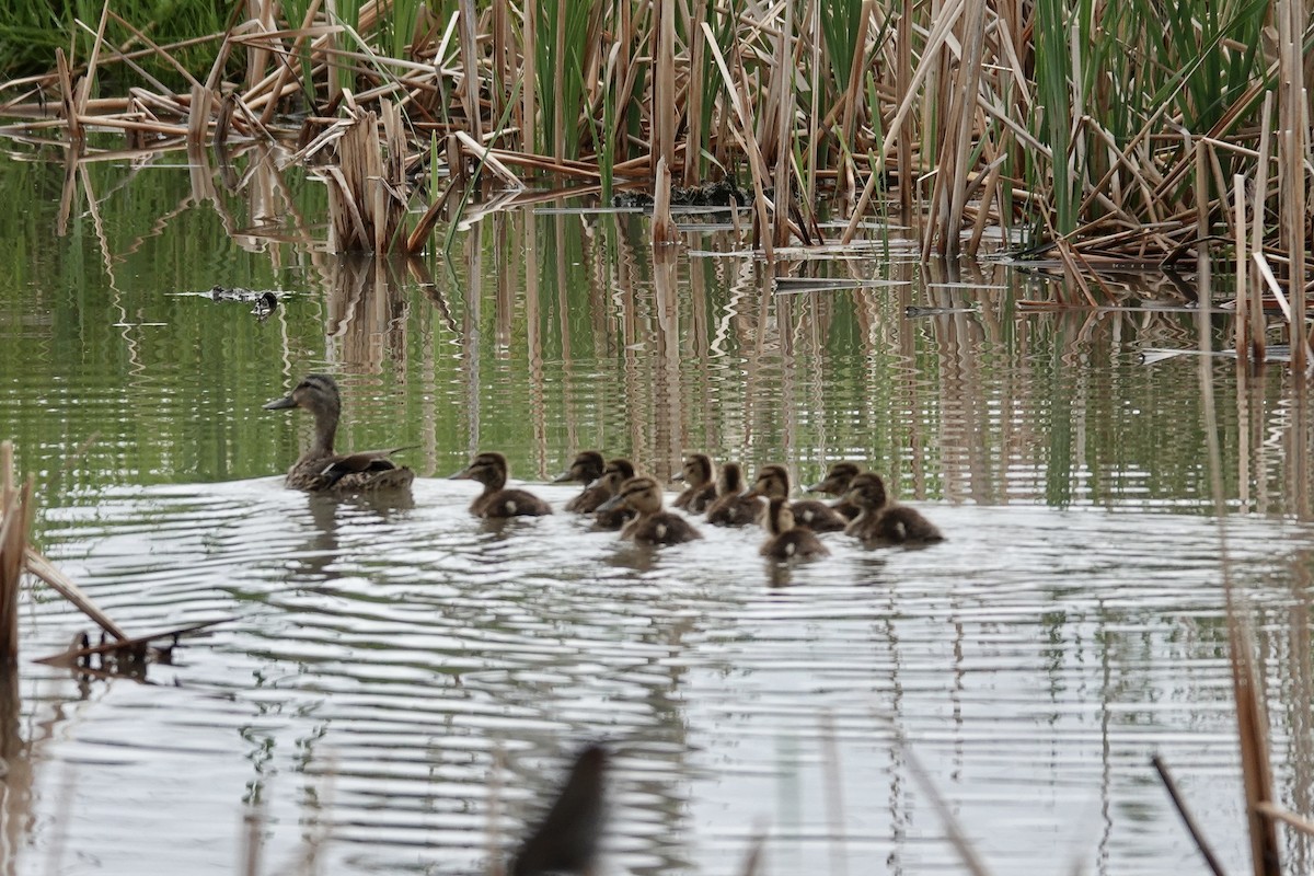 Mallard - ML620194455