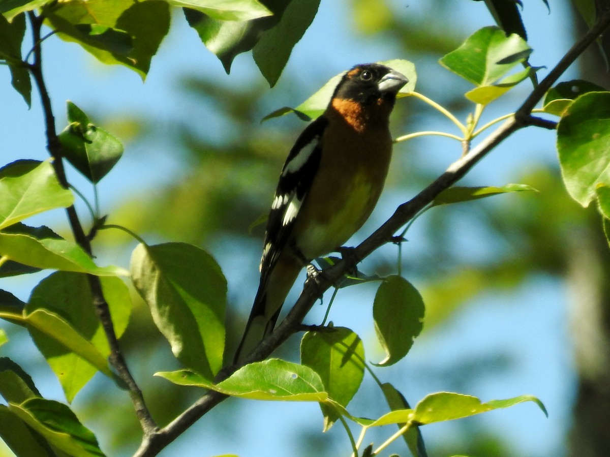 Black-headed Grosbeak - K.C. Anderson