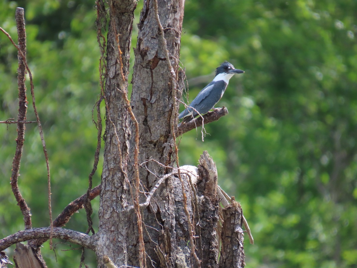 Belted Kingfisher - ML620194479