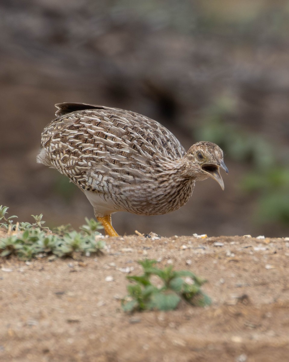 White-bellied Nothura - ML620194487