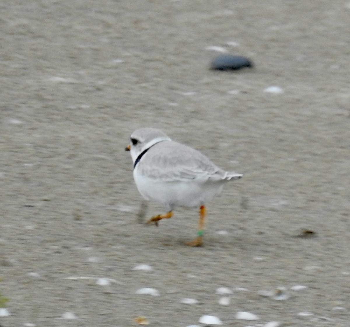 Flötenregenpfeifer - ML620194488