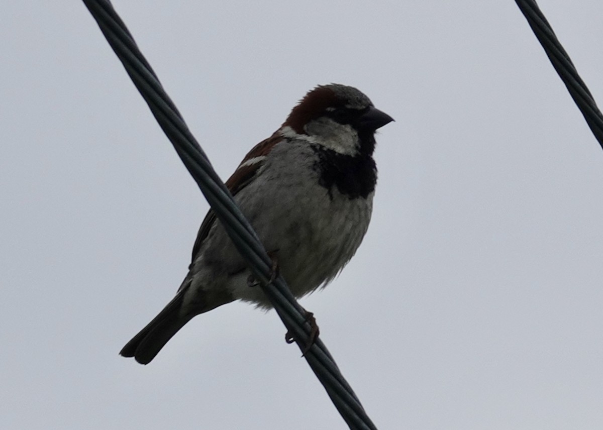 House Sparrow - ML620194489