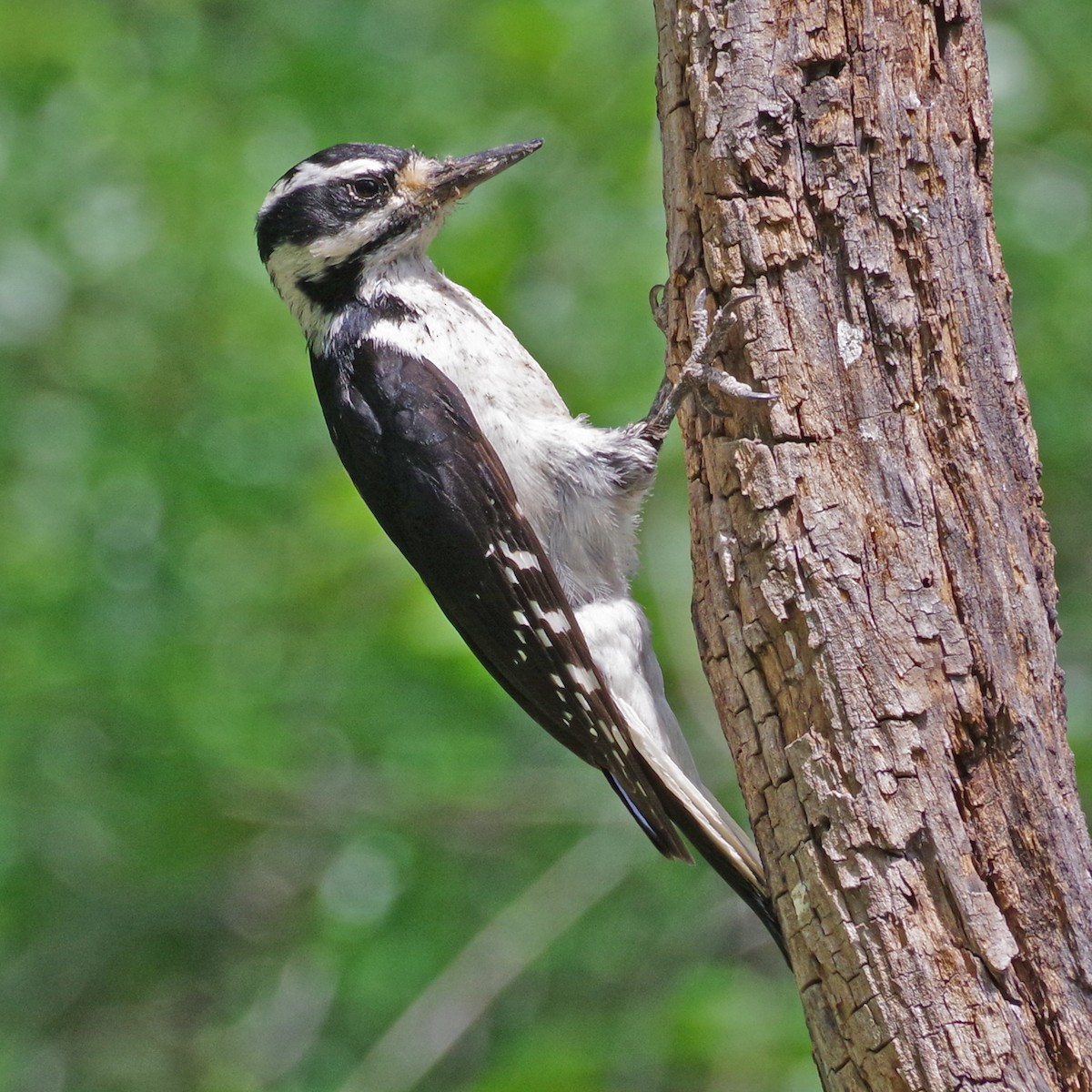 Hairy Woodpecker - ML620194490