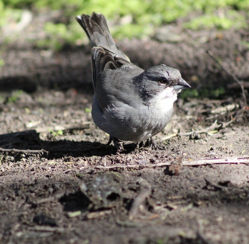 Diuca Finch - ML620194493