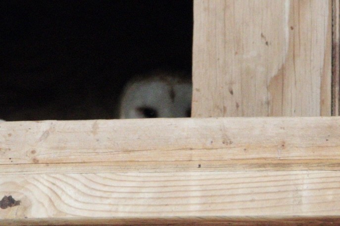 Barn Owl - ML620194497