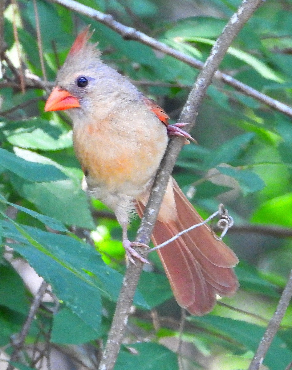 Cardinal rouge - ML620194502