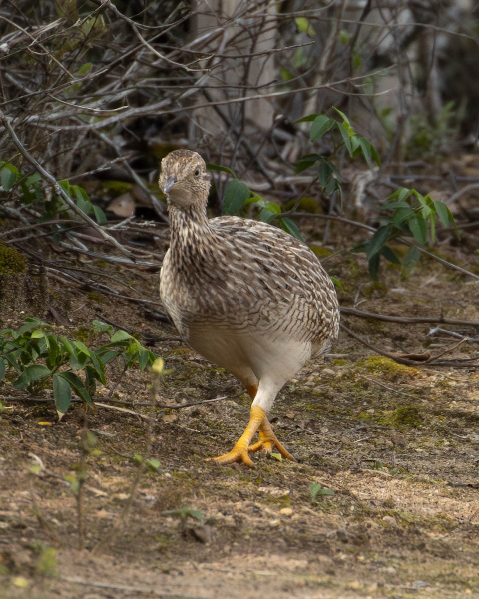 White-bellied Nothura - ML620194503