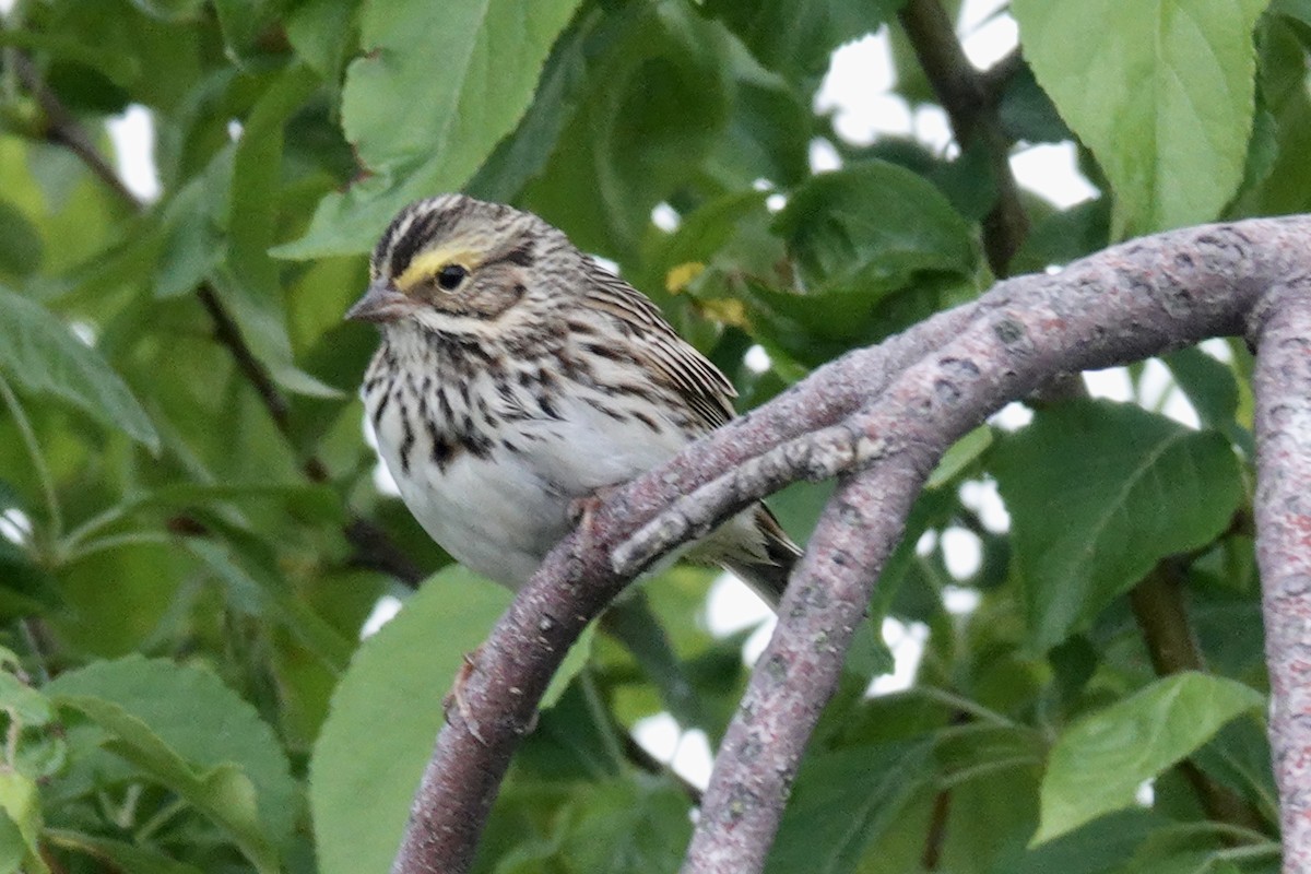 Savannah Sparrow - ML620194507