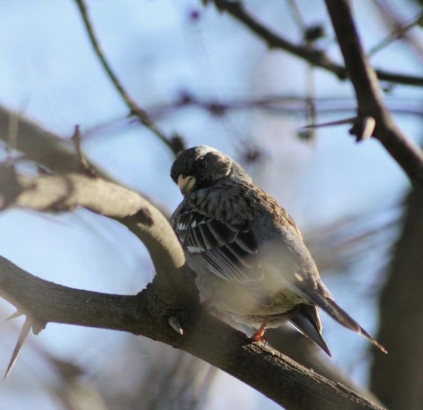 Band-tailed Sierra Finch - ML620194508