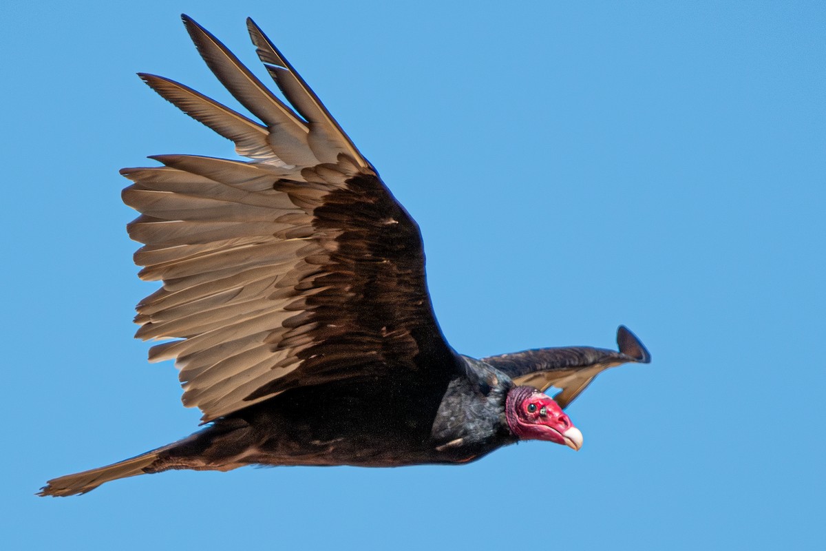 Turkey Vulture - ML620194513
