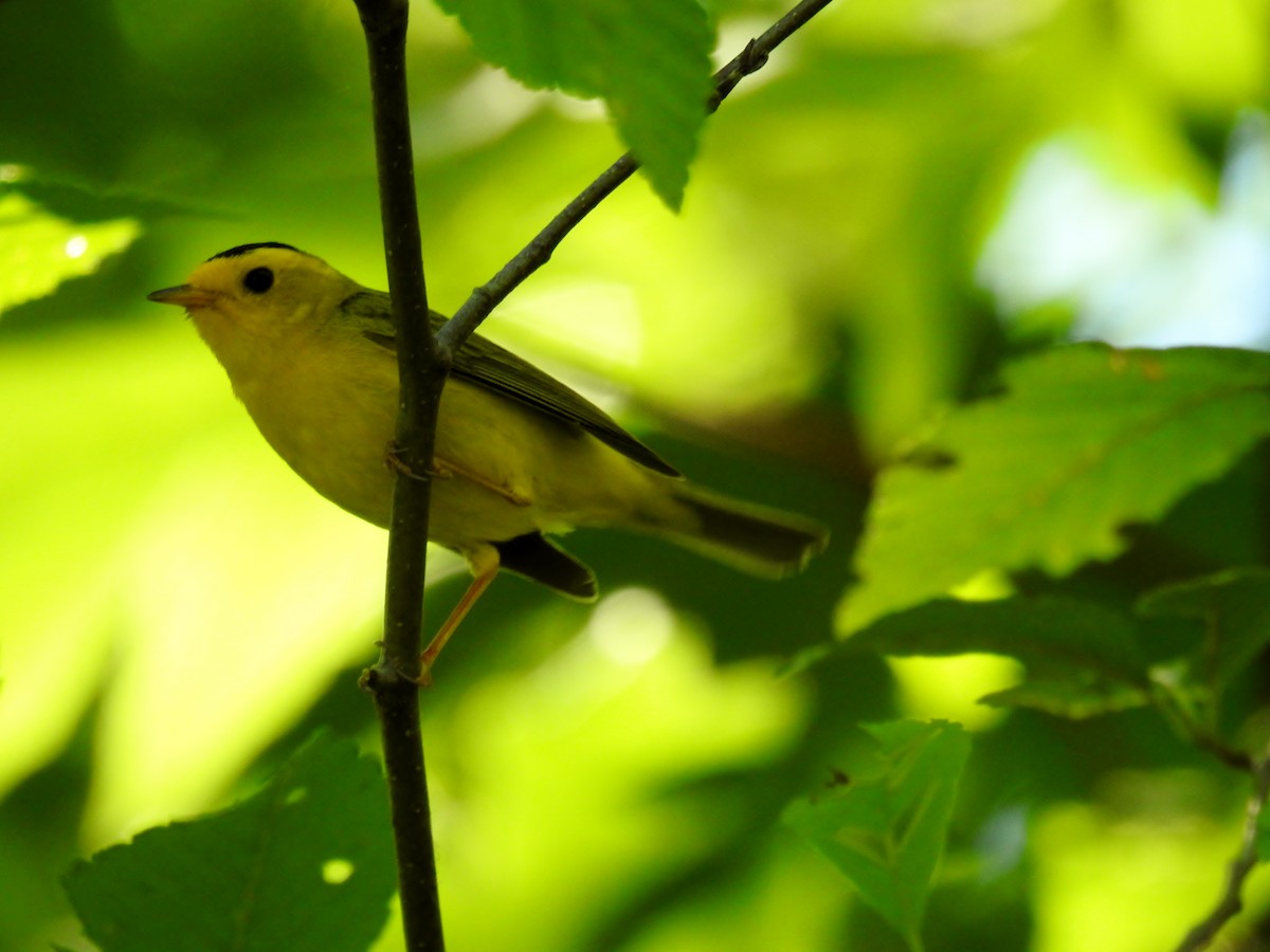 Wilson's Warbler - ML620194515