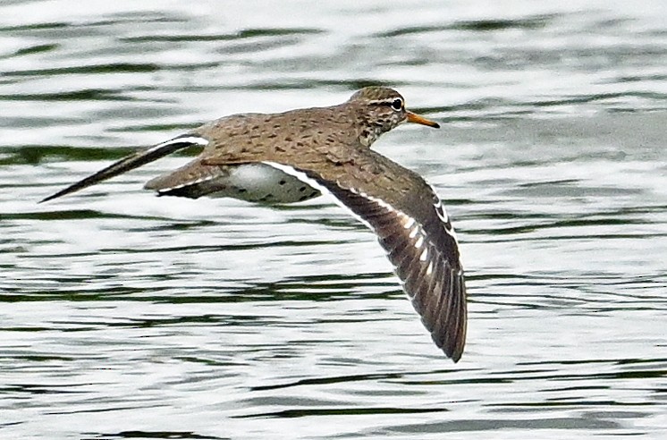 Spotted Sandpiper - ML620194517