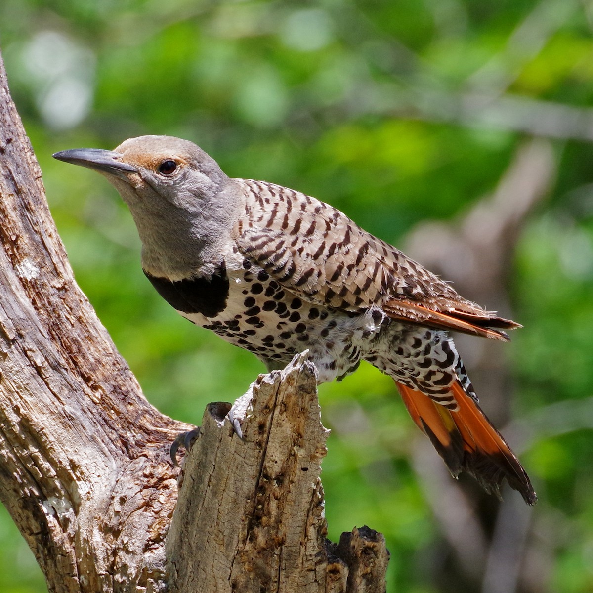 Northern Flicker (Red-shafted) - ML620194518