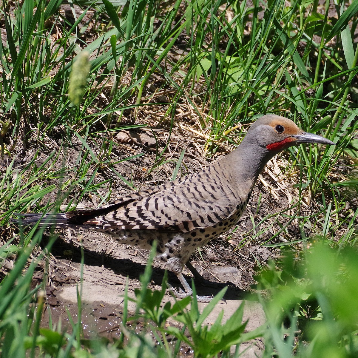 Northern Flicker (Red-shafted) - ML620194519