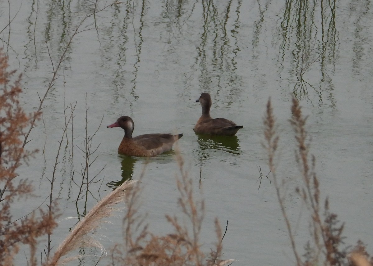 Lake Duck - ML620194520