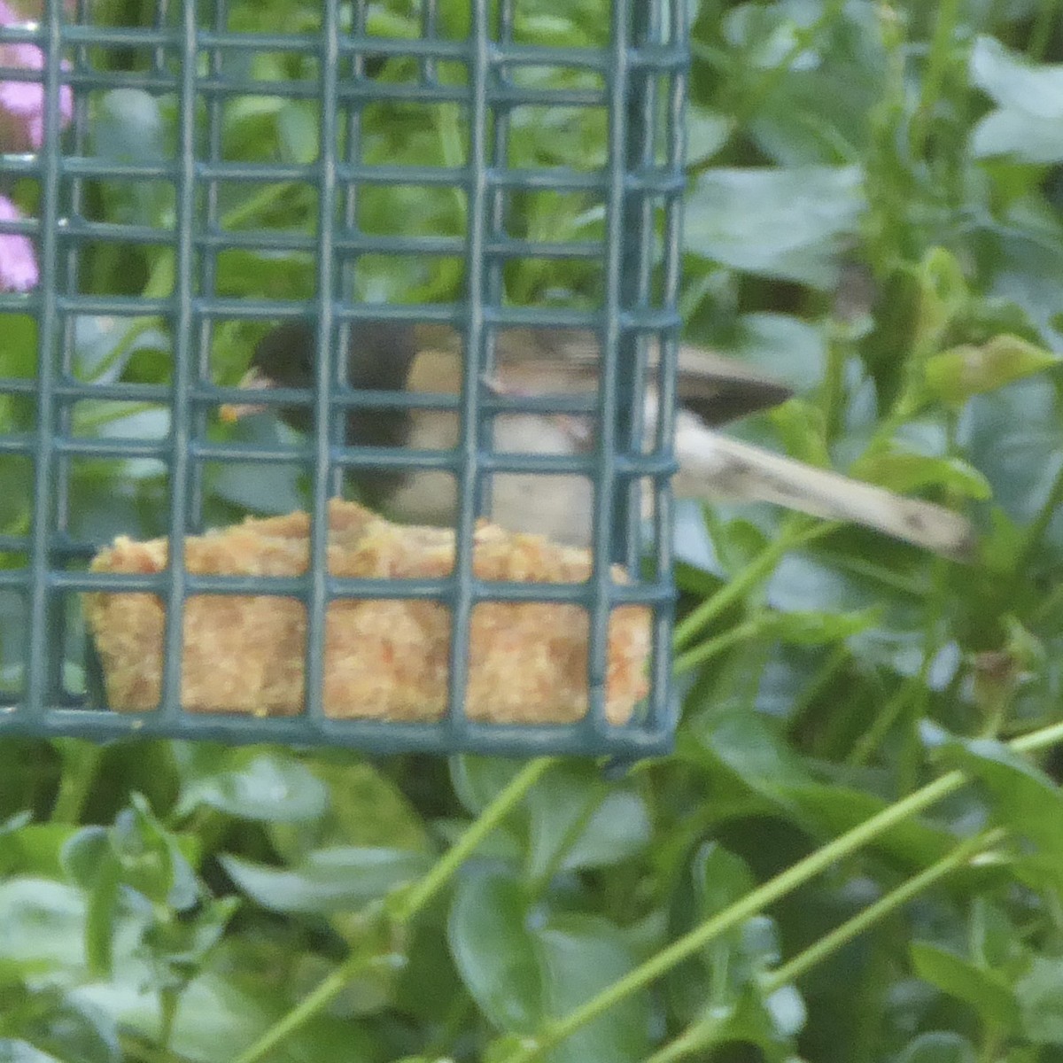 Dark-eyed Junco (Oregon) - ML620194526