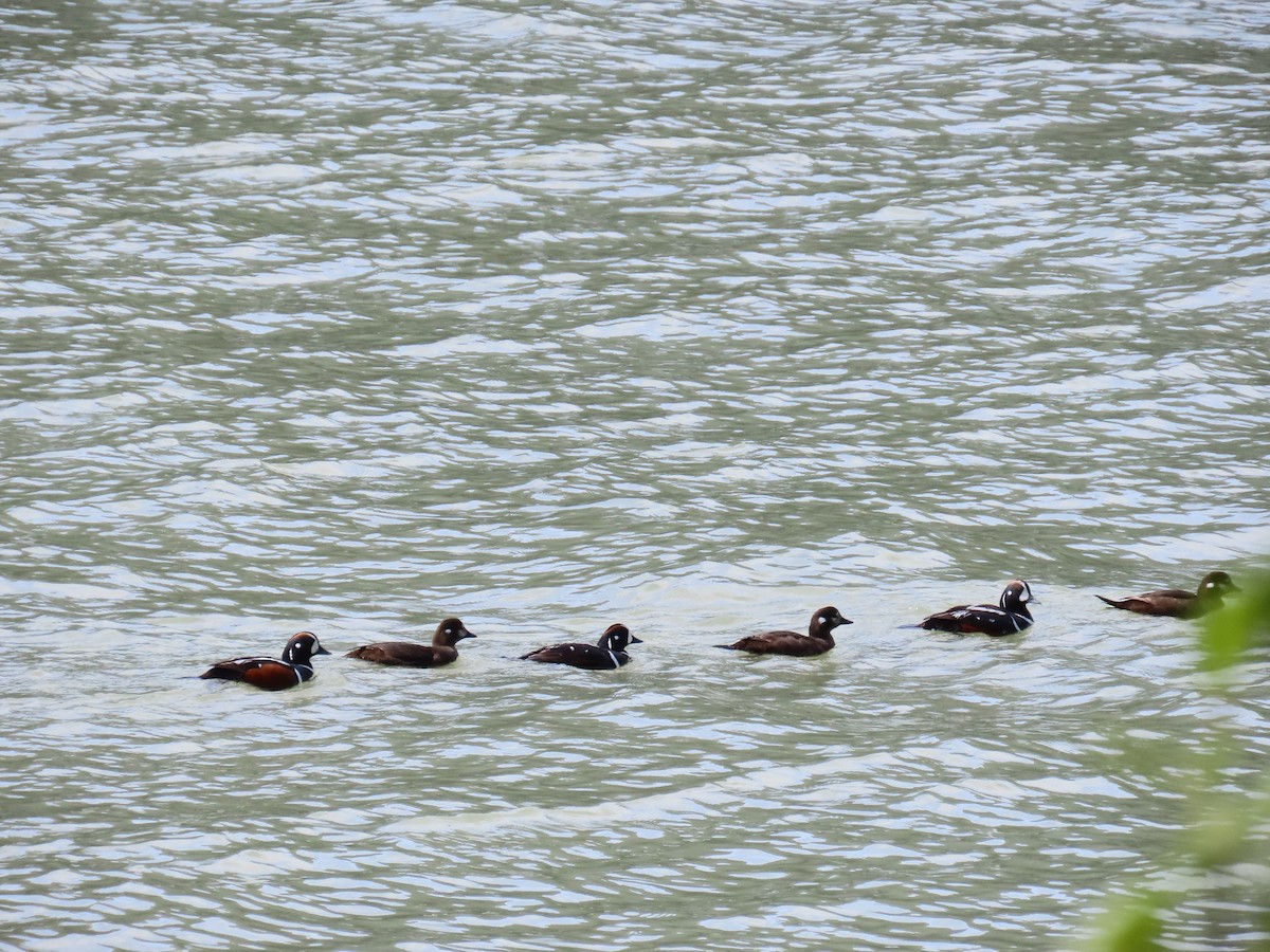 Harlequin Duck - Michelle Sopoliga