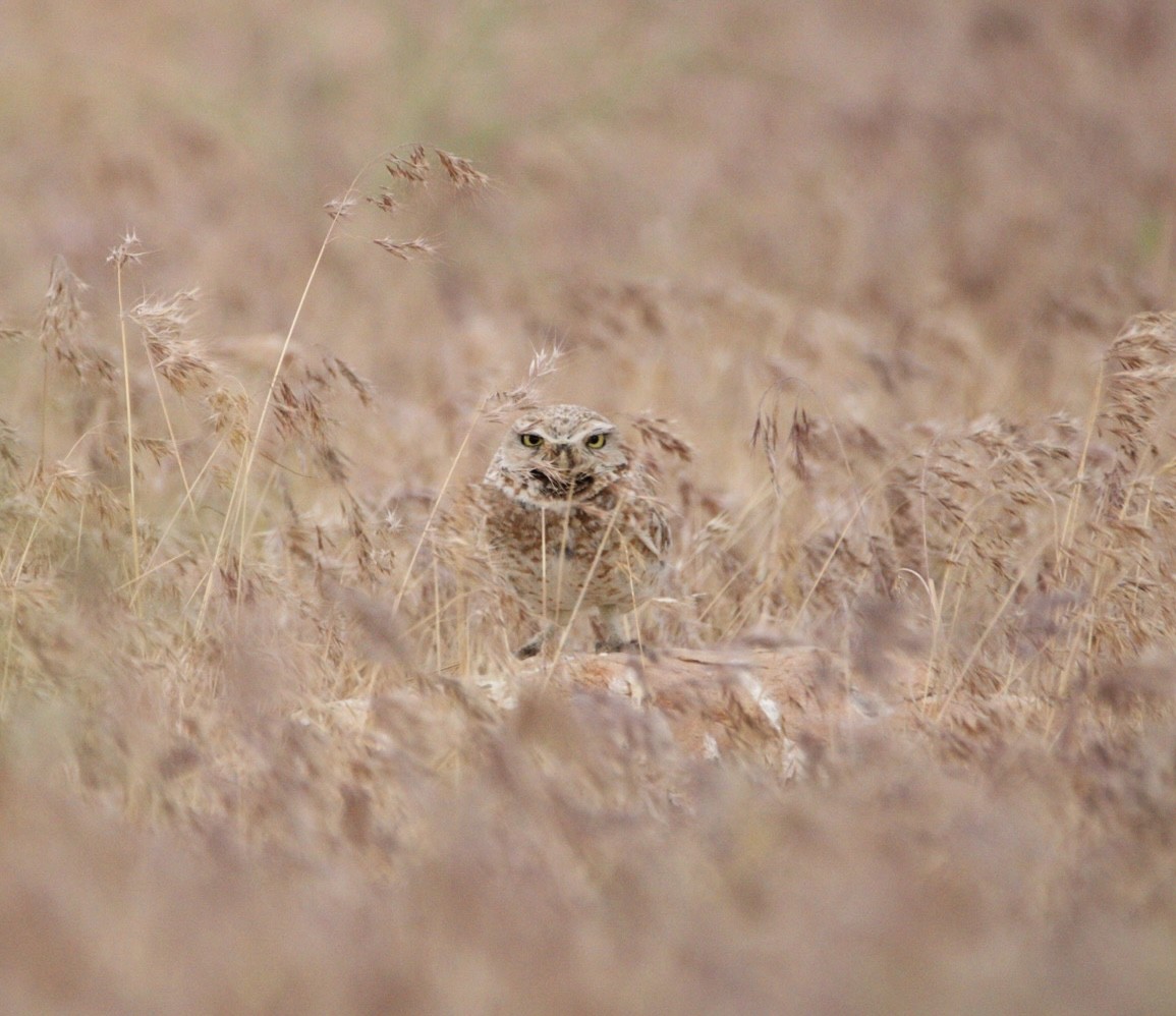 Burrowing Owl - ML620194533